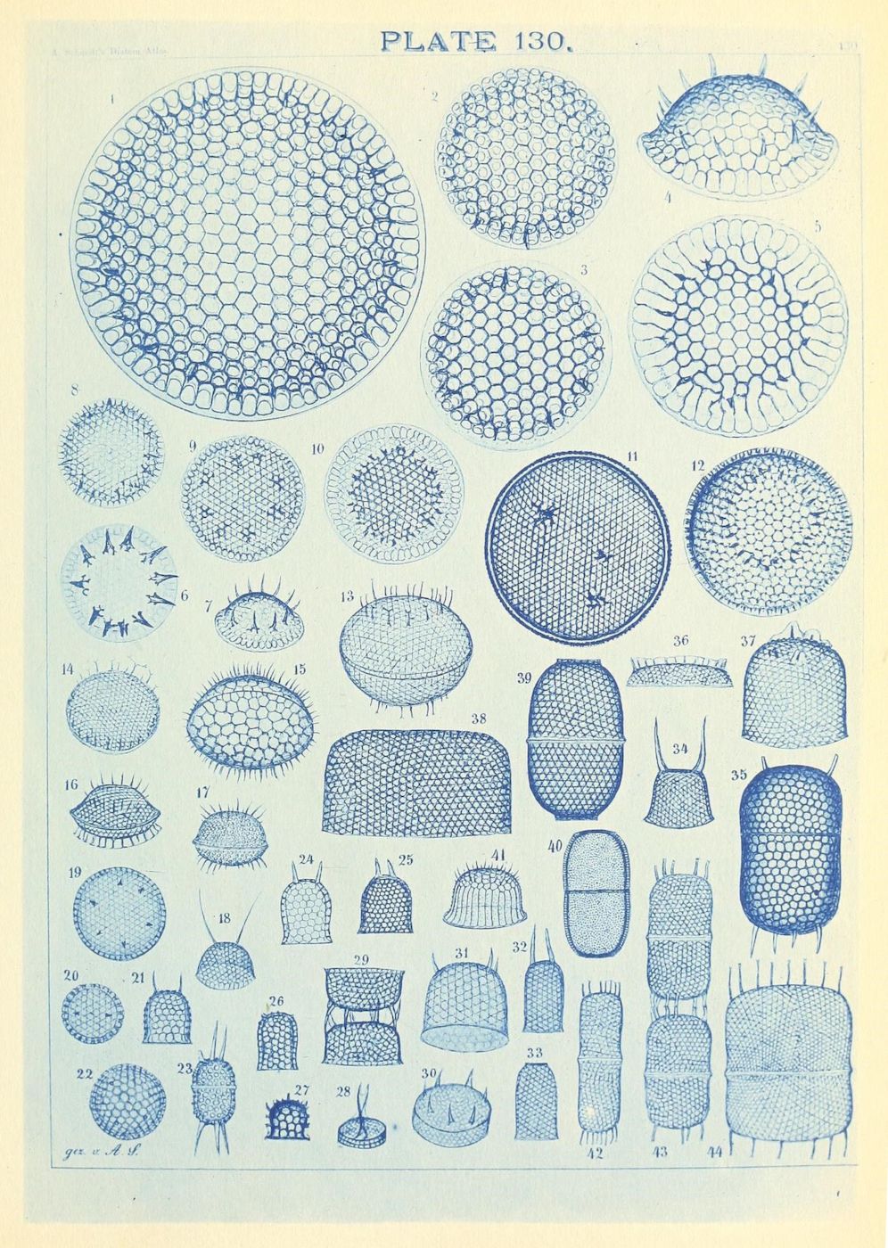 A vintage scientific illustration labeled 'PLATE 130.' depicting a collection of microscopic views of cellular structures, likely plant cells or algae.