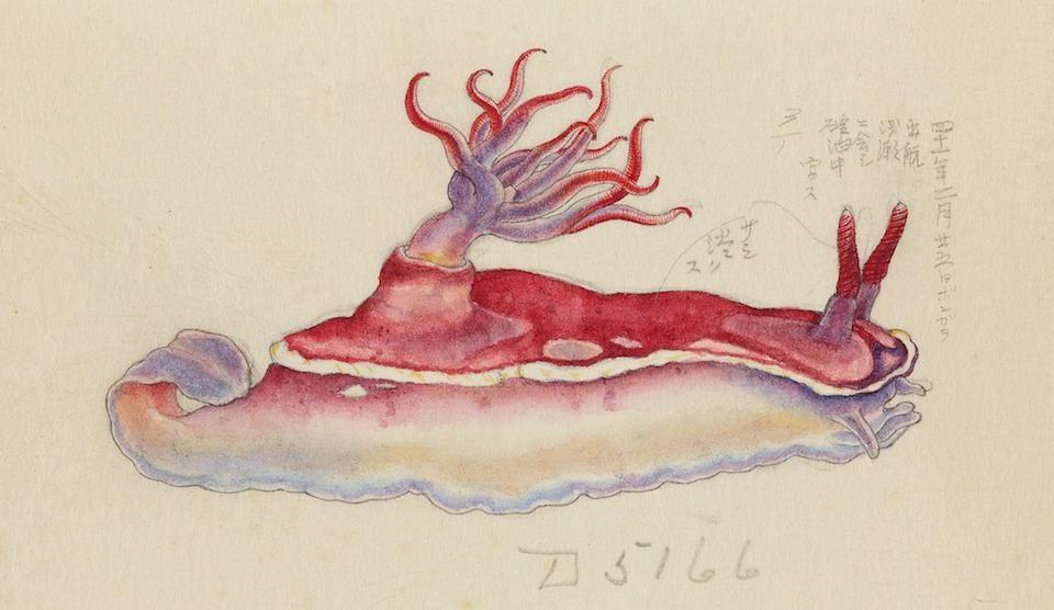 Watercolor painting of a red sea slug with flowing tentacles and Japanese calligraphy.