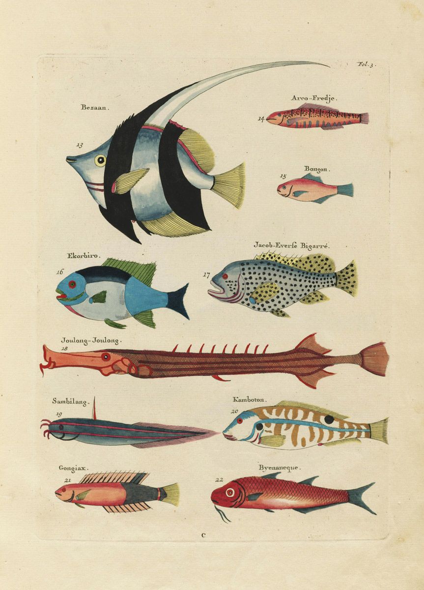 A vintage illustration of various fish species, labeled with their names in a script font.