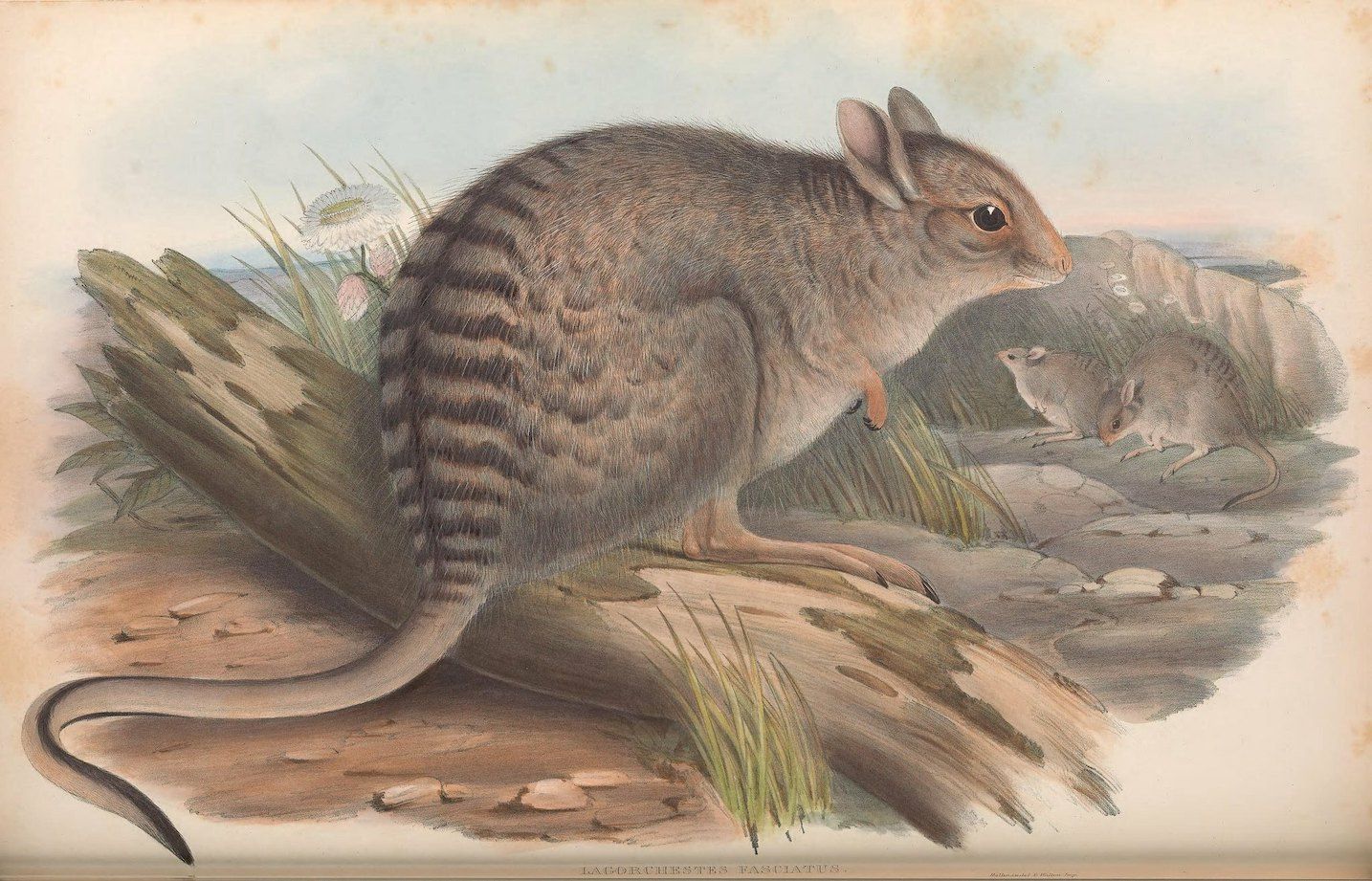 Vintage lithograph of a Dusky Hopping Mouse in its natural habitat.