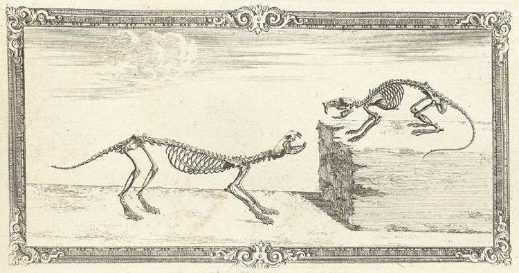 Vintage engraving of two animal skeletons, one walking and the other perched on a tree stump, within an ornate frame.