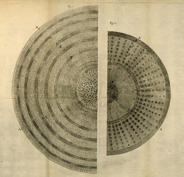 Vintage botanical illustration of two plant stem cross-sections with labeled anatomical features.