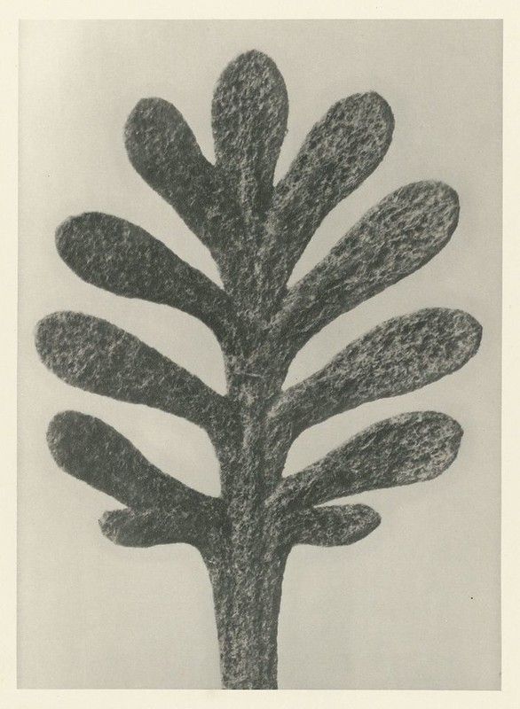 A black and white drawing of a plant with oval leaves arranged symmetrically along a central stem.