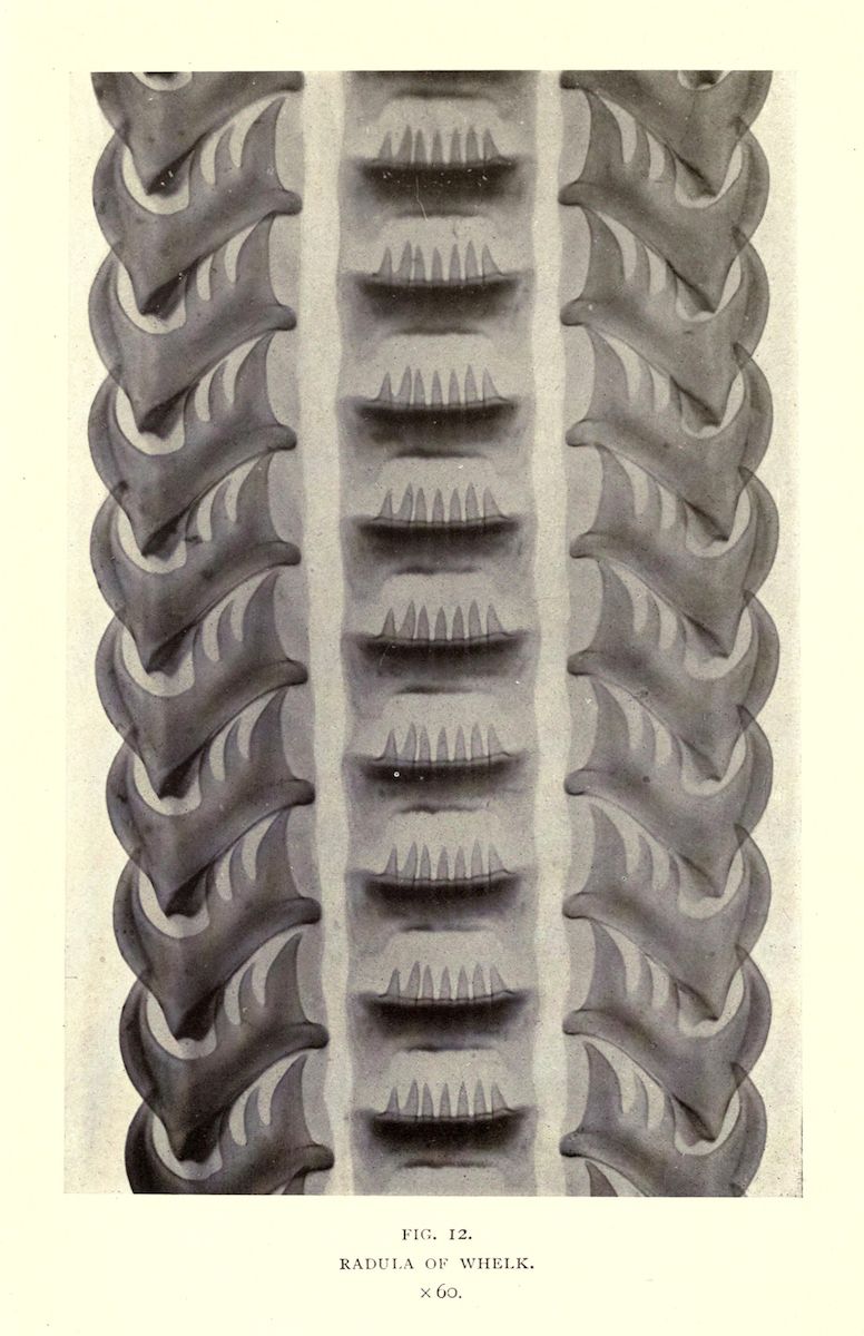 A detailed black and white illustration of a whelk's radula, showing rows of tiny, tooth-like structures on a ribbon-like structure, magnified 60x.