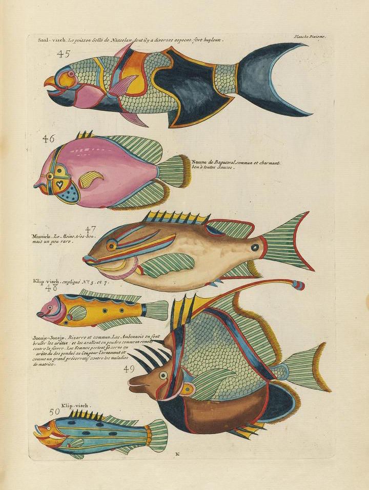 A vintage illustration of various fish species, each labeled with a number and a scientific or common name in French.