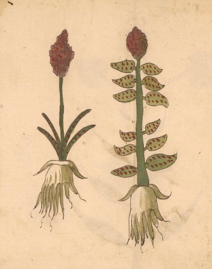 Vintage botanical illustration of two plants with reddish-brown spotted leaves and flower-like heads.