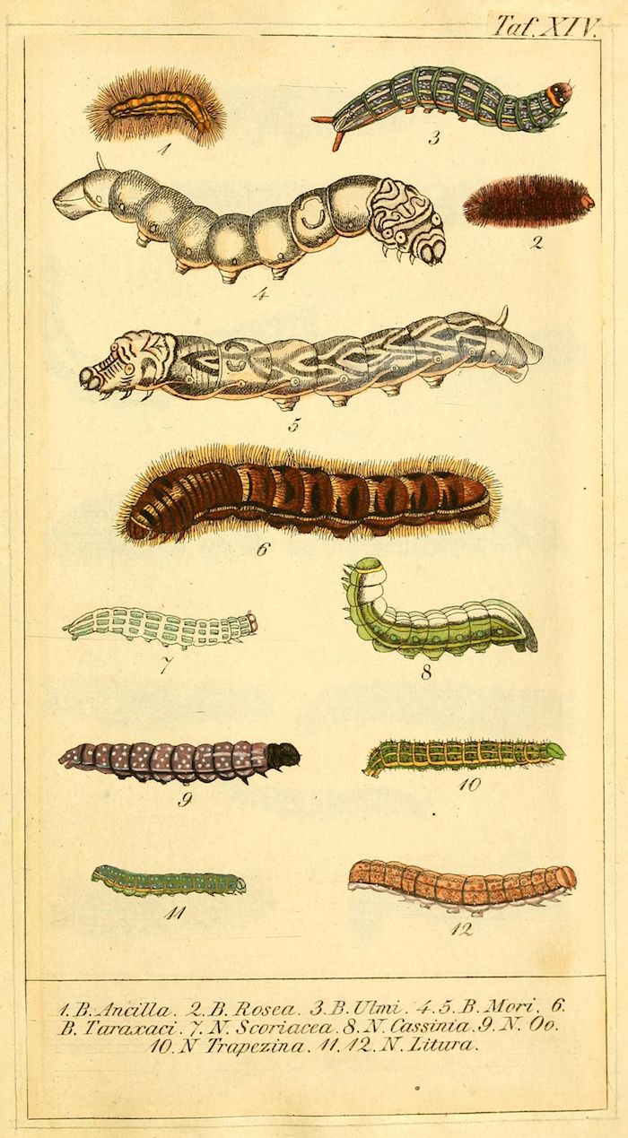 Vintage botanical illustration of twelve different caterpillars, labeled with numbers and Latin names.