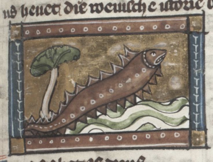 Medieval illustration of a fish leaping from water with a plant nearby, framed by a decorative border and old script.