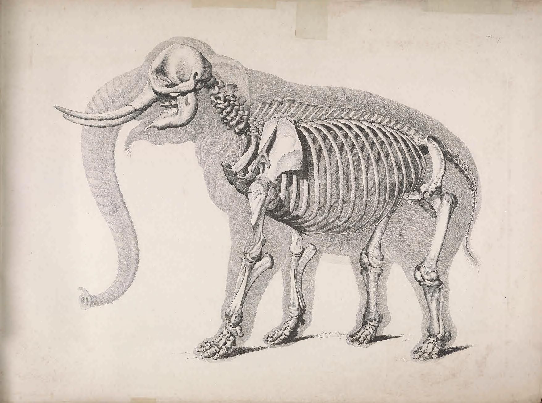 Detailed anatomical illustration of an elephant, showing both its external form and internal skeletal structure.