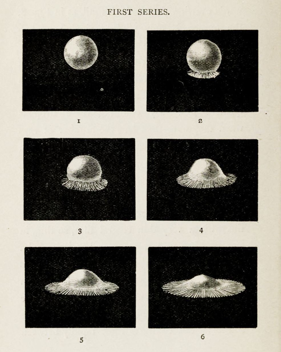 A vintage scientific illustration showing six stages of a sea shell's development, numbered 1 to 6, against a black background.