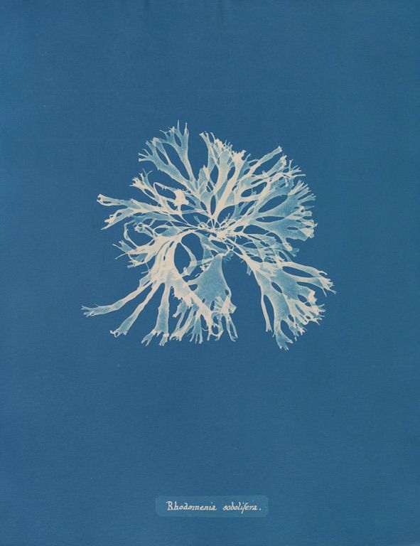 Vintage botanical illustration of Rhodomeria setolifera seaweed against a teal background.