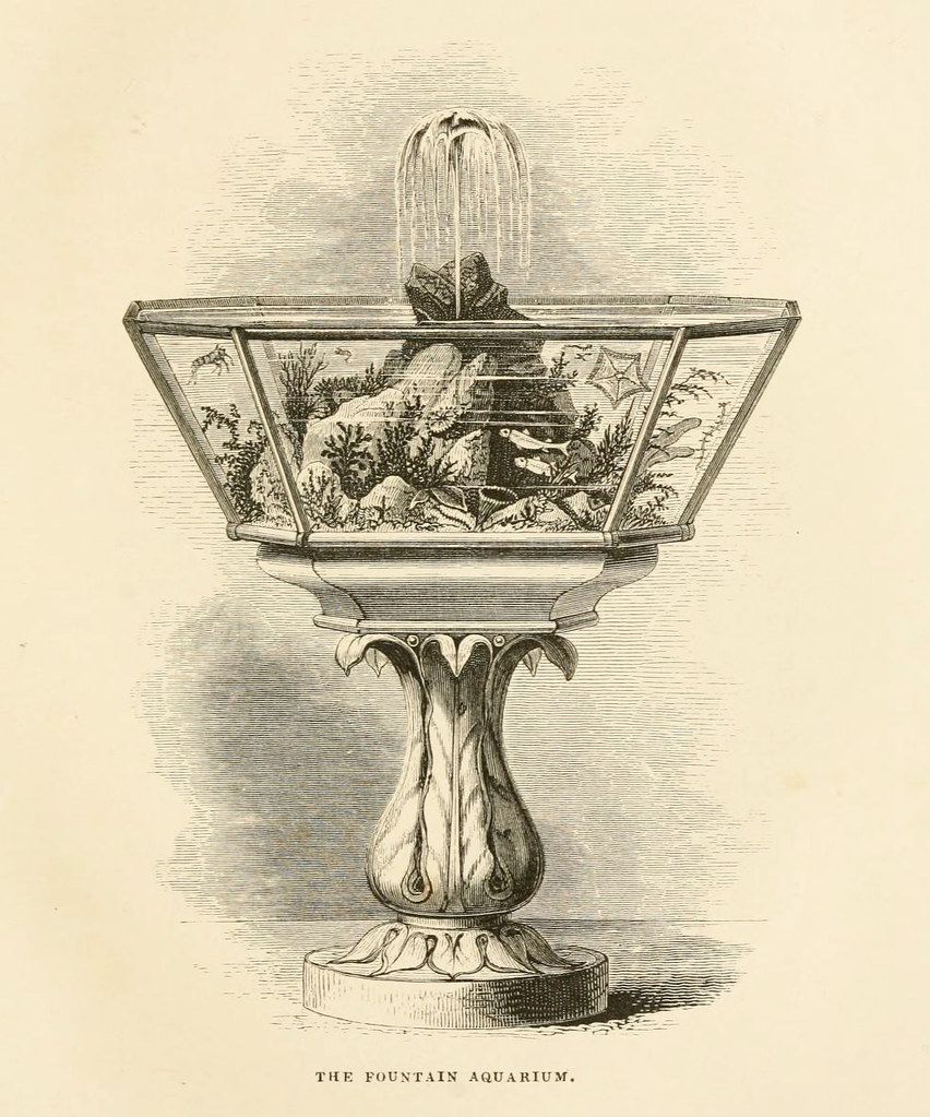 A vintage illustration of a fountain aquarium with fish, coral, and plants.