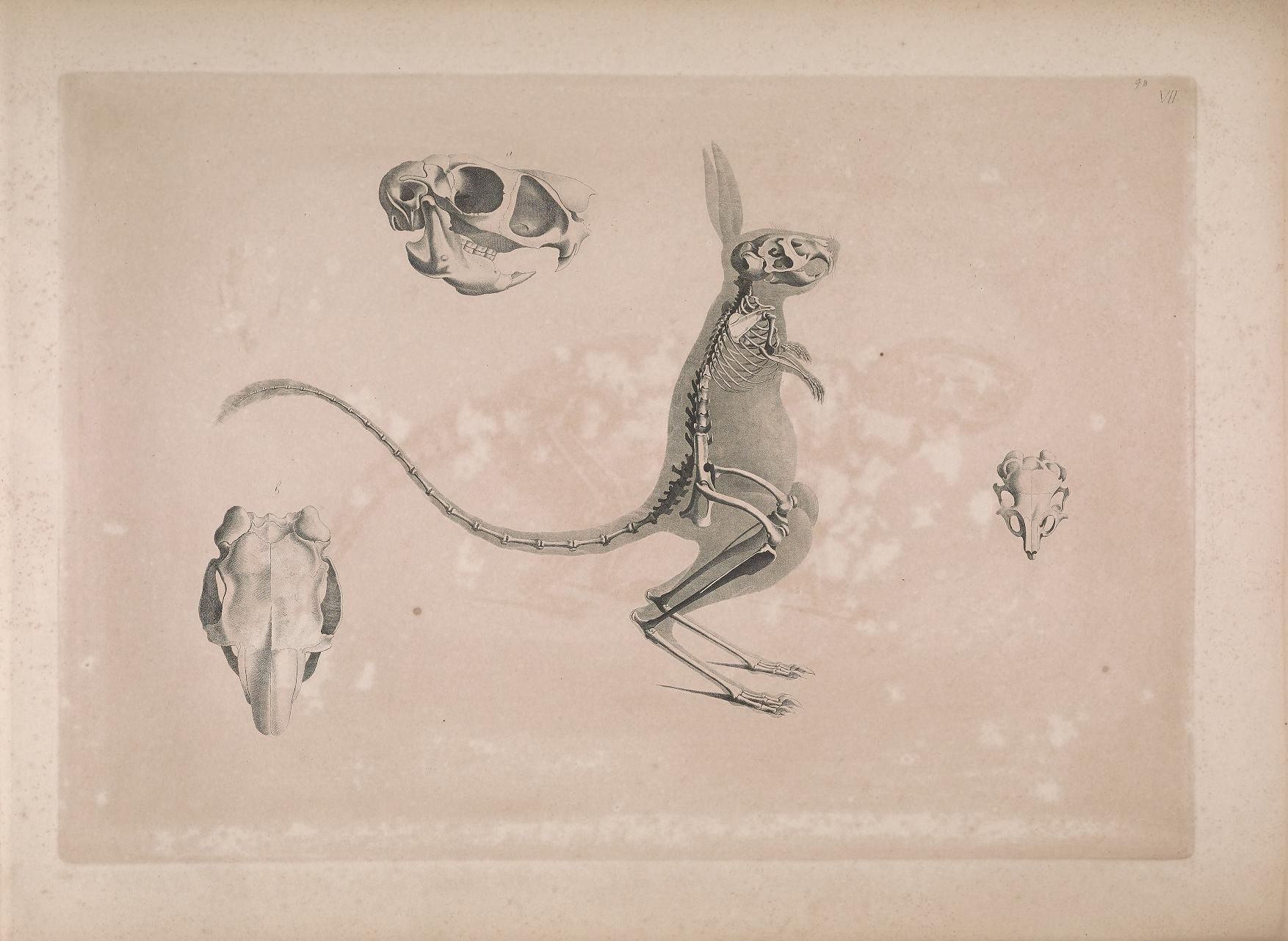 Vintage anatomical illustration of a rodent skeleton in a leaping pose, with three separate skull illustrations.