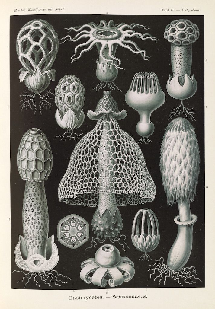 Vintage scientific illustration of various mushroom or fungal specimens in black and white.