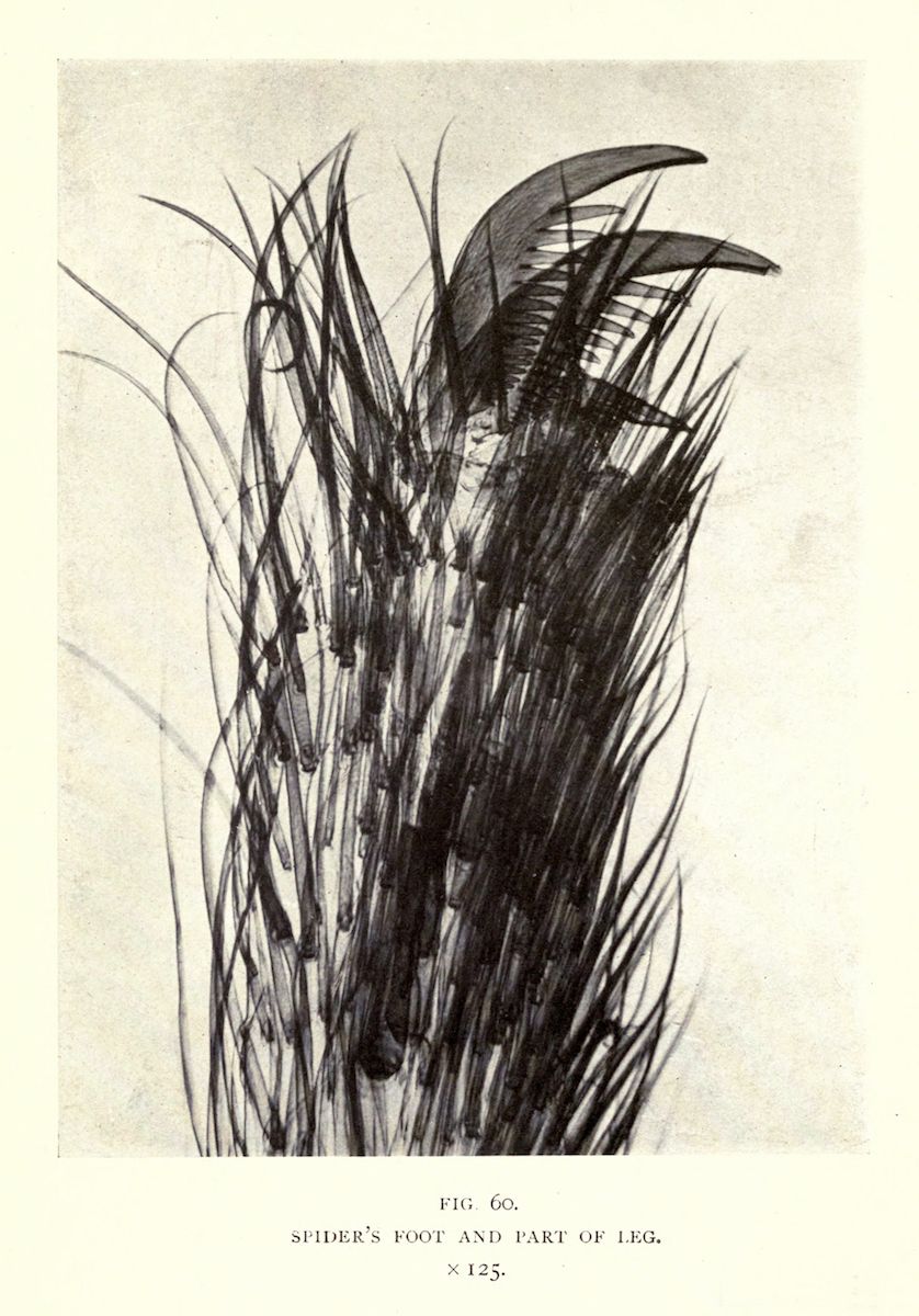 A detailed black and white illustration of a spider's foot and part of its leg, labeled 'FIG. 60. SPIDER'S FOOT AND PART OF LEG. x 125.'