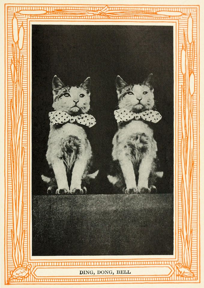 A vintage black and white photograph of two cats wearing ruffled collars, framed by an ornate border. The text 'DING, DONG, BELL' is printed below the image.