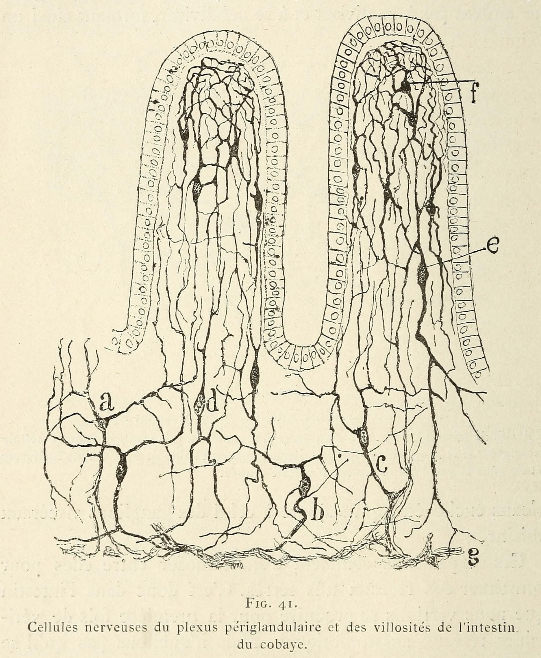 Vintage scientific illustration of nerve cells in guinea pig intestine tissue.