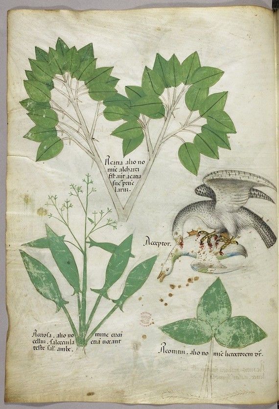 A medieval manuscript illustration of a green plant with heart-shaped leaves and a bird in flight.