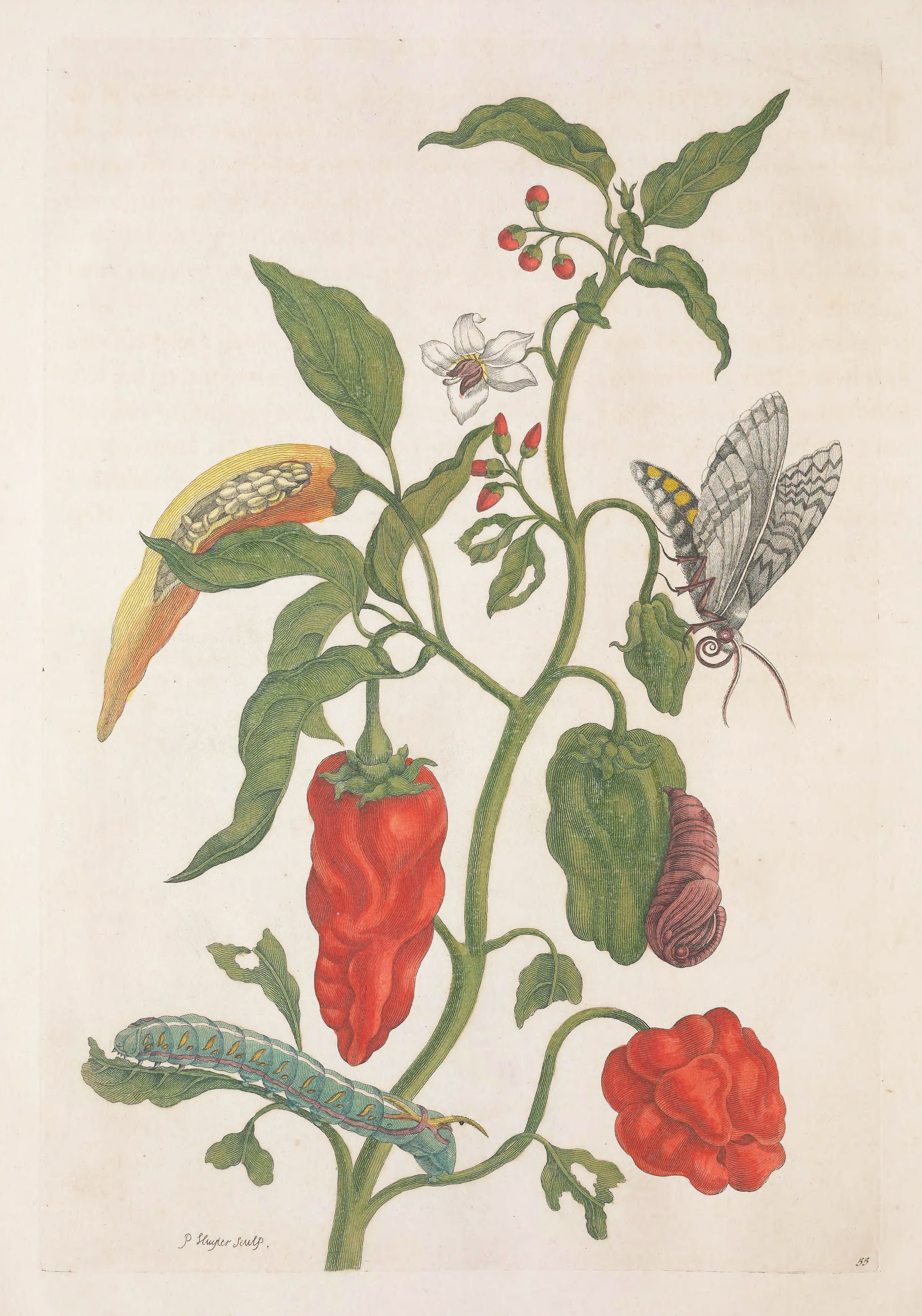 Vintage botanical illustration of a pepper plant with a caterpillar and moth.