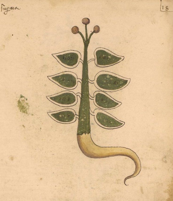 Vintage botanical illustration of a serpentine plant with green leaves and a red flower bud.