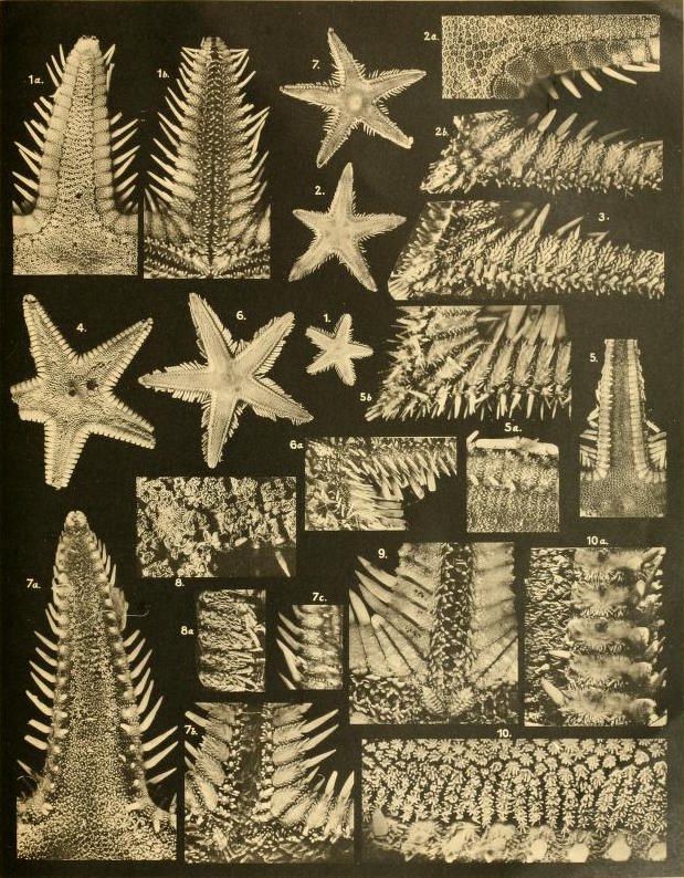 A vintage black and white plate featuring detailed illustrations of starfish and sea urchins, labeled with numbers and letters for scientific study.