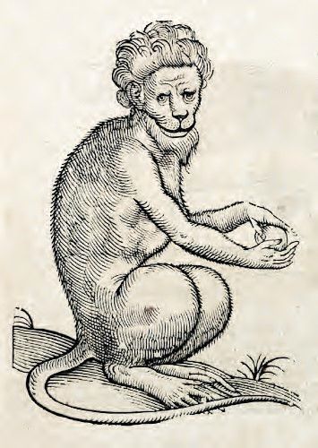 A vintage woodcut illustration of a monkey in a seated position.