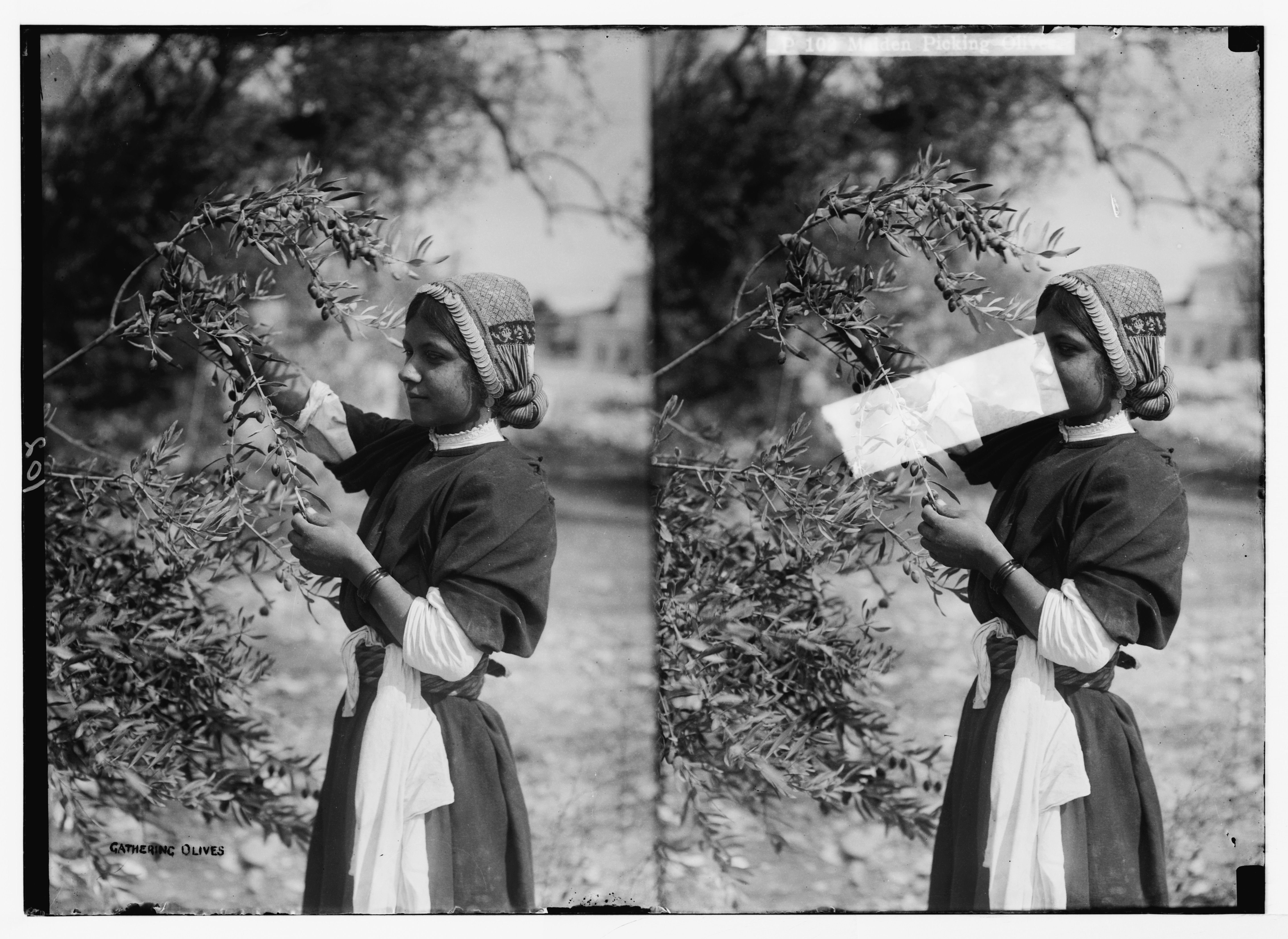 Stereoscopic photograph of a woman gathering olives from a tree, wearing traditional clothing and a distinctive hat.