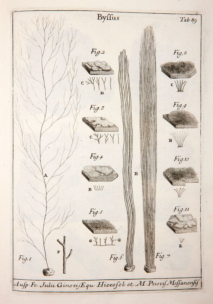 Vintage botanical illustration of a plant with a complex root system, labeled 'Byffus' and 'Tab 89'.