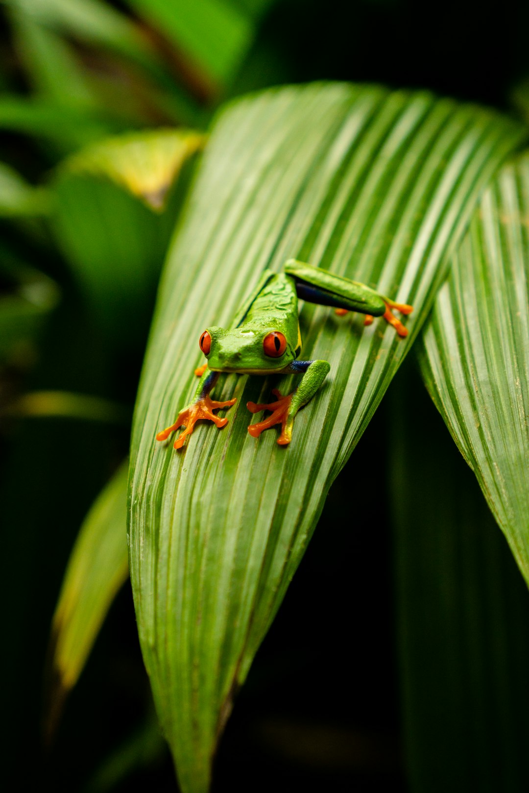 A vibrant, close-up shot of a red-eyed tree frog perched on a large, green leaf. The frog is the focal point, its bright green body contrasting with the deep red of its eyes. Its feet are a striking orange, and there are hints of blue on its flanks. The leaf is long and textured with prominent veins running along its length. The background is a dark, lush green, suggesting a tropical rainforest environment. The lighting is soft, highlighting the details of the frog and leaf while maintaining a sense of depth and mystery.