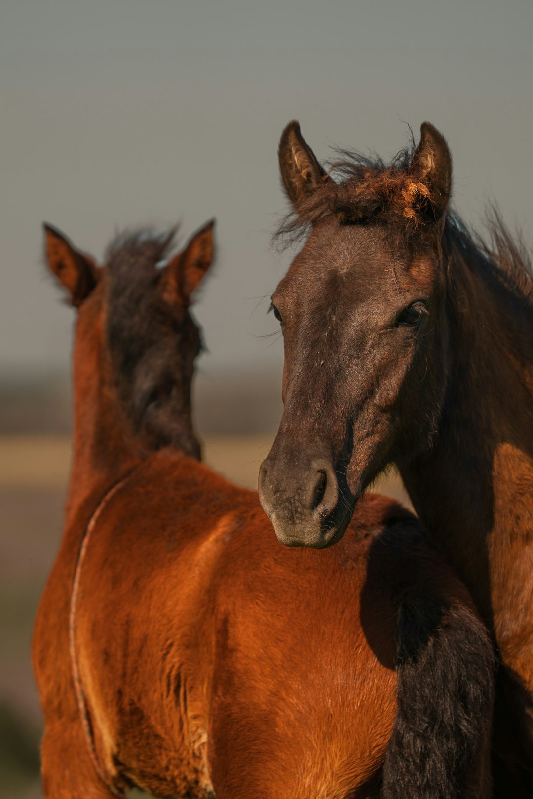 The image shows two horses standing close together in a natural landscape. The horse in the foreground is a rich, dark brown color, and is facing towards the right of the frame. Its head is turned slightly towards the viewer, revealing a focused expression. The horse has a thick, dark mane and alert ears. The horse's neck and back are visible, showing a muscular build. 

Behind the first horse is another horse, also brown, but slightly darker. This horse is seen from the back, with its head and ears visible. The background is a soft, muted landscape with a hazy sky, suggesting either dawn or dusk. The lighting is warm and creates a sense of tranquility.