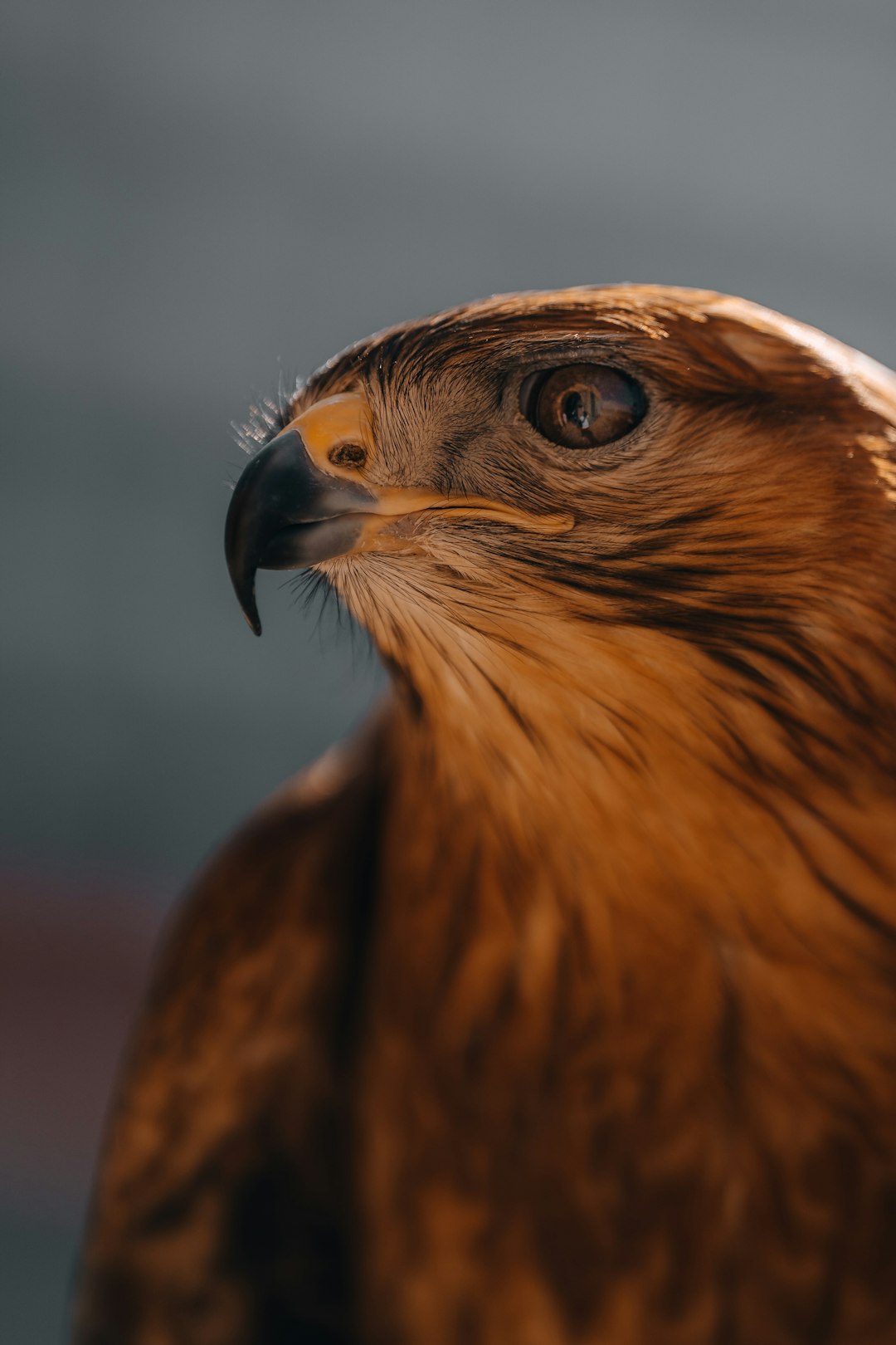 The image is a close-up portrait of a hawk, showcasing its head and upper body. The hawk's feathers are a rich, warm brown, with subtle variations in tone that create texture and depth. The feathers are neatly arranged, highlighting the bird's sleek and powerful form. 

The hawk's eye is a striking focal point, dark and intense, with a sharp, piercing gaze. The eye is surrounded by a lighter-colored area, creating a contrast that draws attention to its features. The beak is curved and sharp, typical of a raptor, and appears to be a dark gray or black color. 

The background is a muted, dark teal or blue-gray, which helps to isolate the hawk and emphasize its features. The lighting is soft and diffused, creating a sense of depth and dimension. The overall effect is a striking and captivating portrait of a majestic bird of prey.