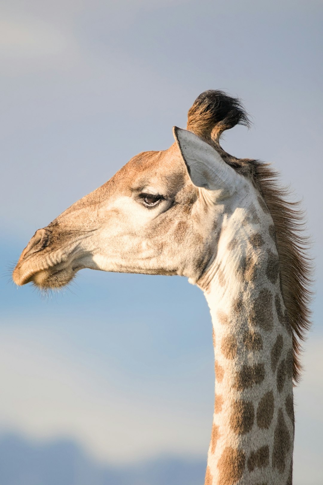 The image is a close-up, side-profile portrait of a giraffe against a pale blue sky. The giraffe's head and neck are the primary focus. Its coat is a light tan color with irregular, dark brown patches. The giraffe has a small tuft of dark hair on top of its head. Its ears are relatively small and pointed. The giraffe's eye is dark and appears to be looking slightly downward. The neck is long and slender, and the patches become more prominent as it extends downward. The background is a soft, muted blue, suggesting a clear sky. The lighting is soft and even, highlighting the texture of the giraffe's coat and the details of its face.