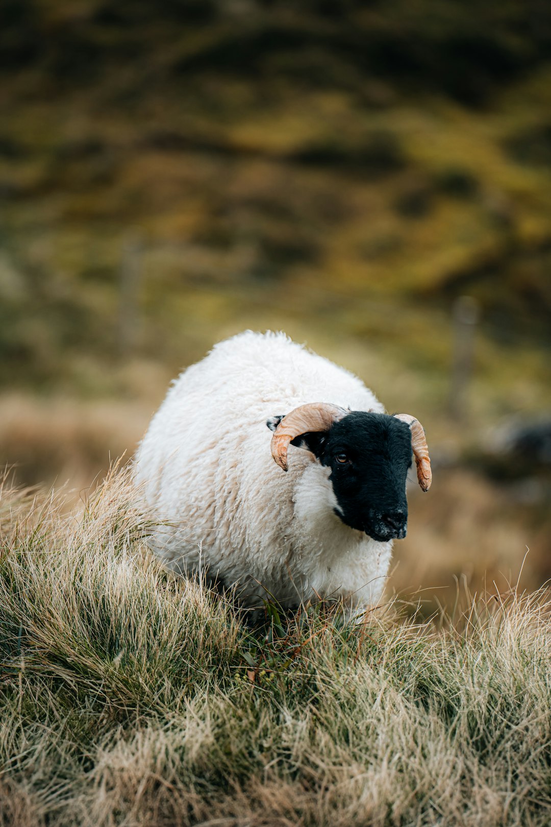The image shows a ram, a male sheep, standing in a field of grass. The ram has a striking appearance with a predominantly white fleece contrasting sharply with its black face and ears. It has curved, light-colored horns. The ram is partially obscured by the tall, dry grass, which is a mix of green and brown hues. The background is a blurred, muted green, suggesting a hilly or mountainous landscape. The overall tone of the image is natural and somewhat muted, with a focus on the texture of the sheep's wool and the surrounding vegetation.