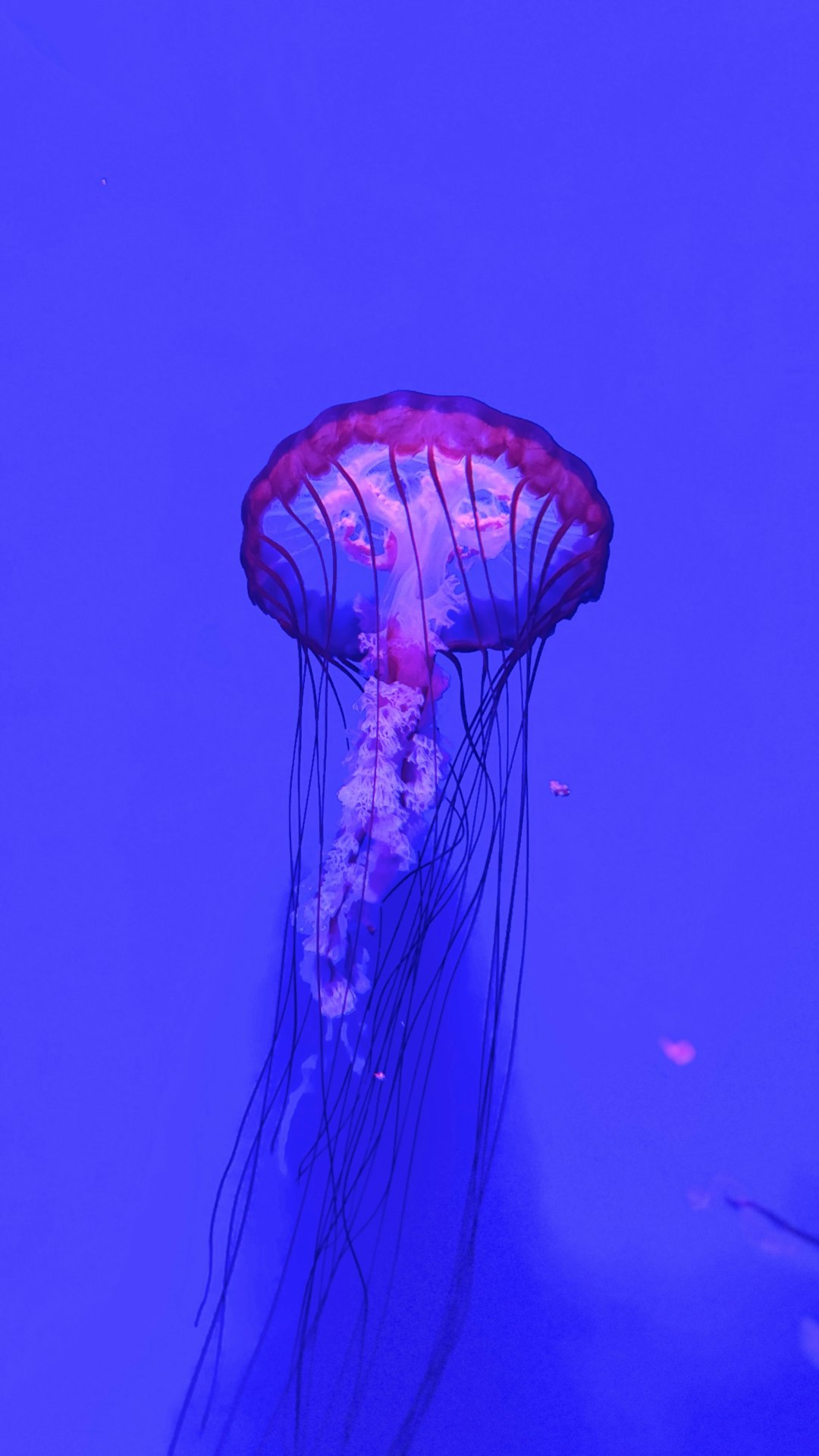 The image showcases a jellyfish gracefully floating in a deep blue aquatic environment. The jellyfish has a translucent, bell-shaped body with a reddish-purple hue, accentuated by distinct, dark stripes radiating from the center. Its long, trailing tentacles are dark and wispy, creating a striking contrast against the blue background. The overall lighting emphasizes the ethereal quality of the jellyfish, making it appear almost otherworldly. The background is a solid, deep blue, enhancing the focus on the jellyfish and creating a sense of depth.