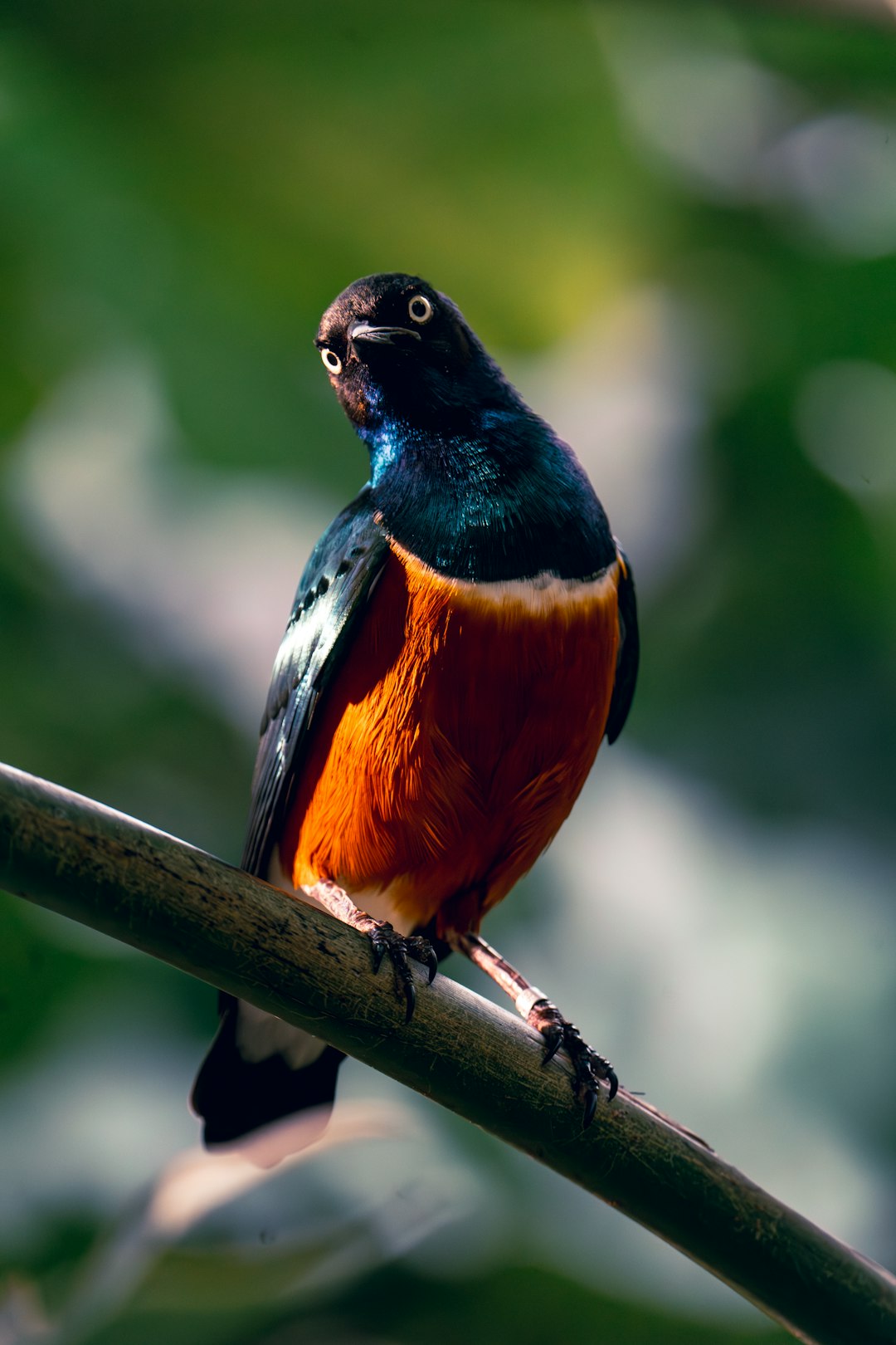 The image features a vibrant bird perched on a slender, green branch. The bird is the focal point, showcasing a striking color combination. Its head and upper back are a deep, iridescent blue-black, while its chest and belly are a brilliant, fiery orange. A distinct line separates these two colors. The bird has small, dark eyes and a delicate, pointed beak. Its legs and feet are a pale, grayish color, and it grips the branch firmly with its claws. 

The branch is a smooth, cylindrical stem, likely part of a plant. It runs diagonally across the frame. 

The background is a soft, blurred expanse of green leaves, creating a natural and lush setting. The depth of field is shallow, emphasizing the bird and branch while softening the background. The lighting is soft and natural, highlighting the bird's colors and textures.