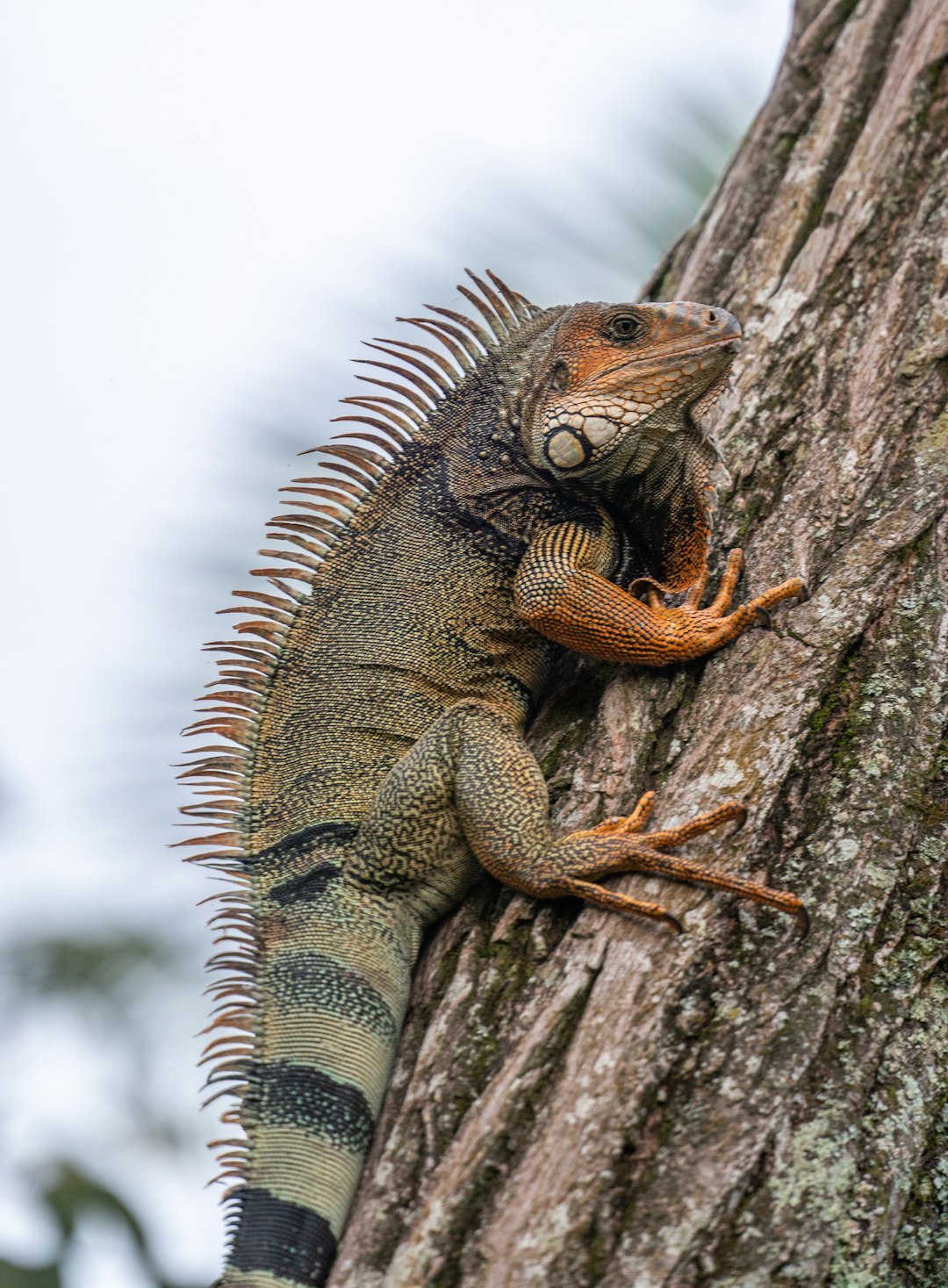 The image shows a vibrant green iguana clinging to the side of a tree. The iguana is positioned in a way that it appears to be climbing or resting on the tree trunk. Its body is a mix of green and gray scales, with a distinctive pattern of dark bands on its tail. The iguana has a row of spiky crests running down its back and a focused gaze. The tree trunk is textured and brown, providing a natural backdrop for the iguana. The sky is visible in the background, appearing overcast and pale blue.
