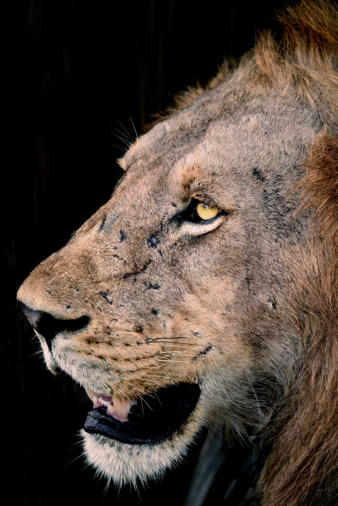 This is a close-up, dramatic portrait of a male lion. The lion is captured in profile, with its face filling most of the frame against a stark black background. 

The lion's fur is a mix of sandy brown and darker shades, with subtle speckling. The mane is thick and full, a rich, warm brown. The lion's eye is a striking amber color, focused and intense. Its nose is dark and prominent, and its mouth is slightly open, revealing a glimpse of teeth and a dark tongue.  

The lighting is dramatic, highlighting the textures of the fur and the contours of the lion's face. The overall effect is powerful and regal, emphasizing the lion's strength and majesty.