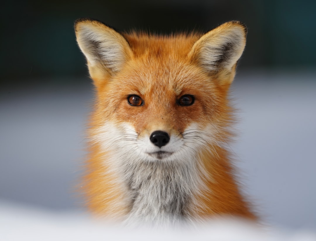 The image is a close-up portrait of a red fox. The fox has a vibrant, reddish-orange coat, with a lighter, almost white, patch on its throat and chest. Its ears are perked up and pointed, with white tips on the inside. The fox's eyes are a warm brown, and it has a black nose and whiskers. The background is a soft, blurred gradient of white and dark green, suggesting a snowy or wintery environment. The fox is looking directly at the viewer, creating a sense of connection and curiosity.