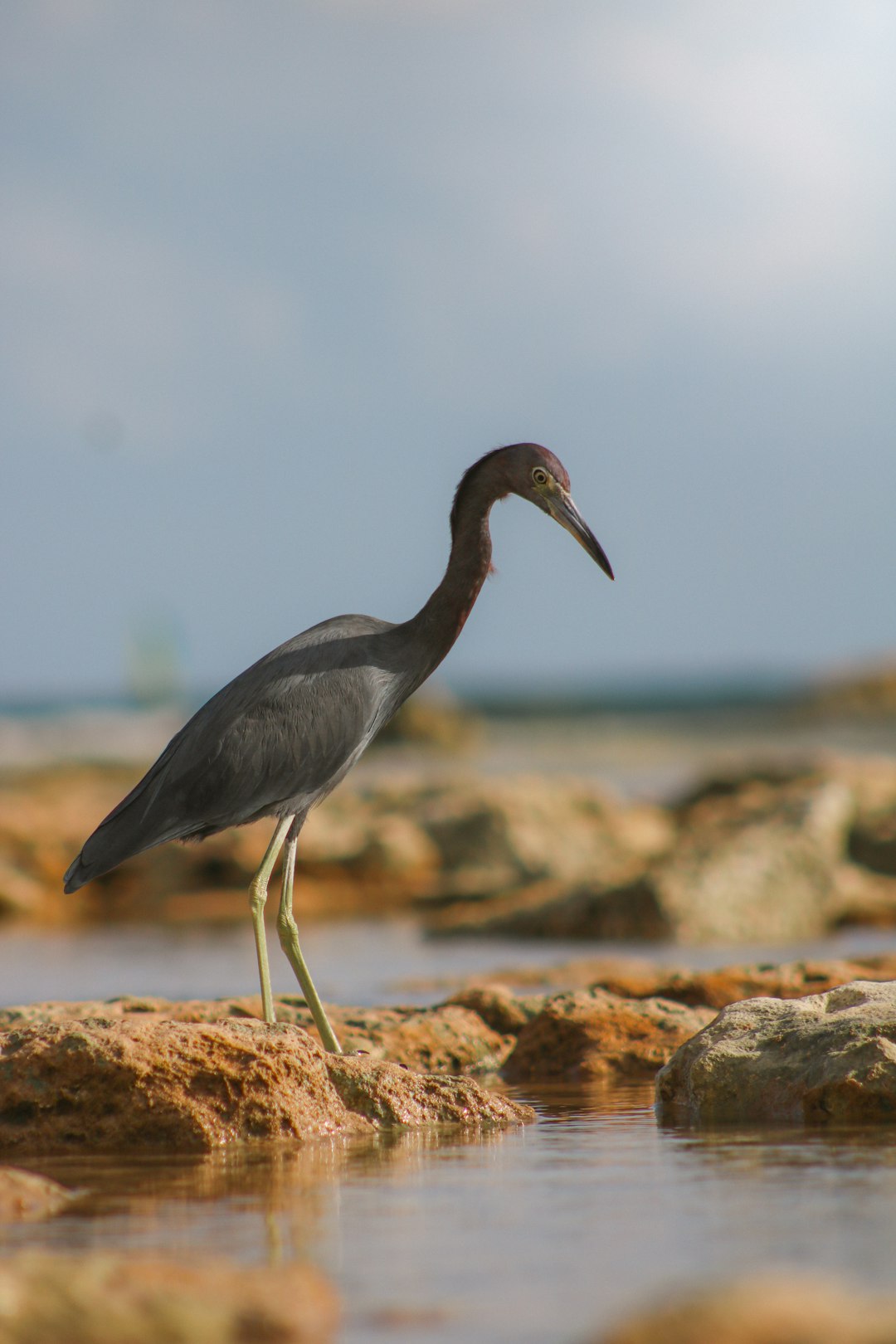 The image features a dark-colored bird, likely a heron or similar wading bird, standing on a rocky shoreline. The bird has long, slender legs and a long, pointed beak. Its plumage appears to be a muted shade of brown or gray. The bird is positioned in profile, looking towards the right of the frame. 

The bird is standing on a series of reddish-brown rocks that are partially submerged in water. The water is calm and reflects the surrounding environment. The background is a soft, blurred expanse of water and sky, creating a sense of depth and tranquility. The overall color palette is warm and earthy, with a focus on browns, grays, and muted blues. The lighting is soft and diffused, suggesting that the photo was taken during the early morning or late afternoon. The composition is well-balanced, with the bird as the focal point and the surrounding landscape providing context and atmosphere.