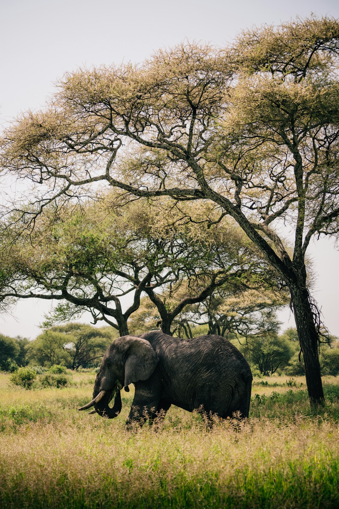 The image captures a majestic African elephant standing in a grassy savanna, shaded by a large acacia tree. The elephant is facing away from the viewer, its massive form dominating the foreground. Its skin appears textured and slightly dusty, suggesting a dry environment. The acacia tree has a wide, flat canopy of lush green leaves, providing a striking contrast to the elephant's gray hide. The savanna is covered in tall, golden grass, and in the background, more trees and shrubs can be seen, creating a sense of depth. The sky is overcast, casting a soft, diffused light over the scene. The overall mood is peaceful and serene, highlighting the beauty of the African landscape and its wildlife.