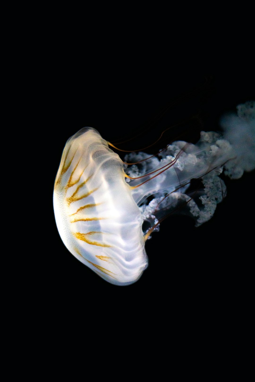 The image features a jellyfish against a stark black background. The jellyfish is translucent, with a bell-shaped body that appears to be a pale, creamy white. Delicate, radial lines of a golden-yellow hue run across the top of the bell, adding a subtle pattern. 

Below the bell, a mass of trailing tentacles extends downwards and to the right. These tentacles are wispy and ethereal, appearing almost like smoke or fine threads. They are a mix of translucent white and a slightly darker, smoky gray. 

The jellyfish is illuminated from within, giving it a soft, glowing appearance. The contrast between the luminous jellyfish and the dark background creates a dramatic and captivating effect. The overall impression is one of delicate beauty and otherworldly grace.