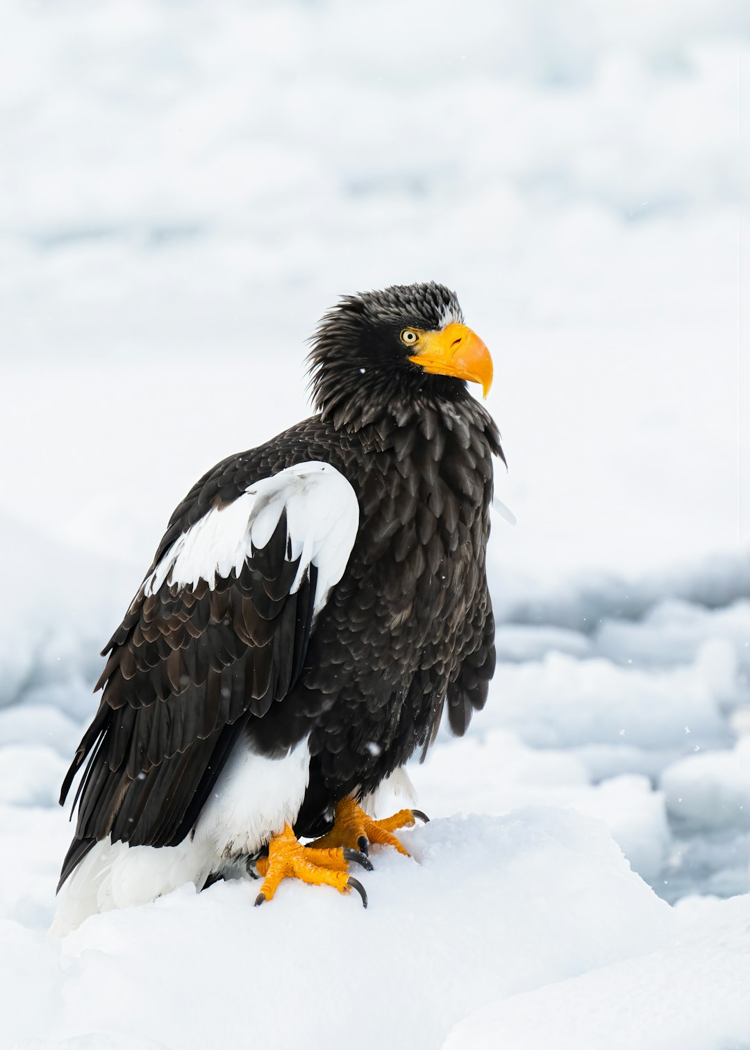 The image shows a majestic Steller's Sea Eagle standing on a snow-covered surface, likely ice. The eagle is predominantly black, with striking white patches on its shoulders and upper wings. Its beak is a vibrant yellow, and its eyes are a piercing golden color. The bird's talons are a bright orange, contrasting with the dark feathers. The background is a blurred expanse of white and light blue, suggesting a snowy or icy landscape. The eagle is looking slightly to the right, giving it a regal and alert appearance. The overall composition is sharp and detailed, highlighting the bird's impressive plumage and powerful build.