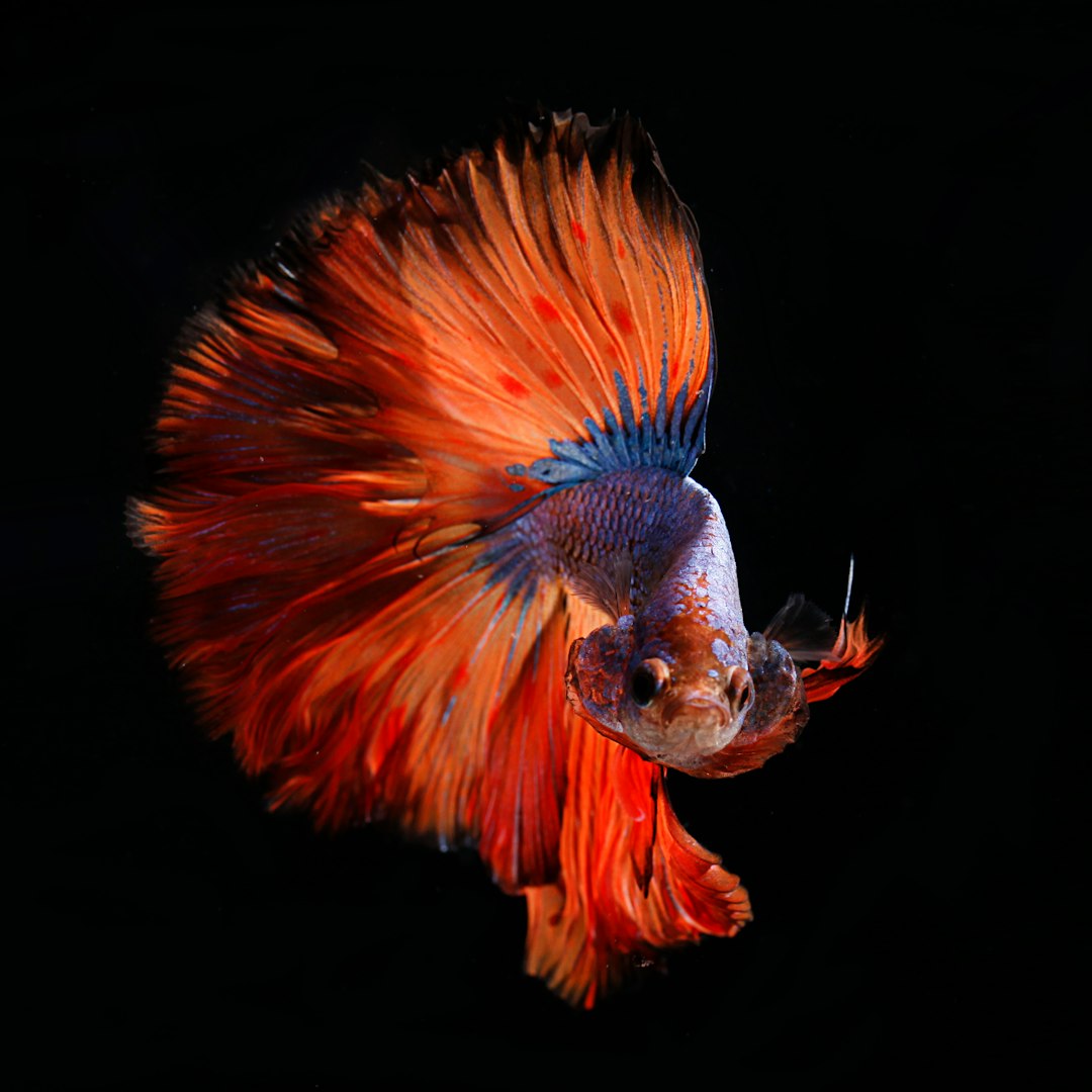 The image features a vibrant betta fish, also known as a Siamese fighting fish, set against a stark black background. The fish is captured in a dynamic pose, seemingly in motion, with its fins dramatically flared out. 

The fish's body is a mix of colors. The majority of its fins are a brilliant, fiery orange-red, creating a striking contrast against the dark backdrop. There's a section of iridescent blue along the upper part of its body and fins, adding depth and visual interest. The head and front portion of the body are a lighter, silvery-white with subtle hints of orange. 

The fish's eye is visible, appearing small and dark. The fins are delicate and flowing, resembling feathers or ribbons. The overall effect is a visually stunning and captivating portrait of this beautiful aquatic creature.