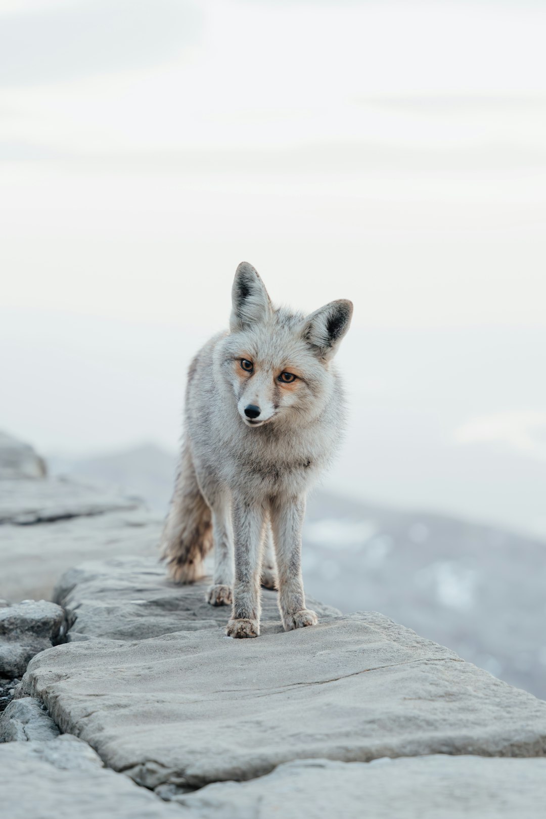 A beautiful, pale-colored fox stands on a large, flat stone or rock. The fox has a fluffy coat that appears to be a mix of white and gray, with a slightly darker back. Its eyes are a striking amber color, and it's looking directly at the camera with a curious expression. The stone it's standing on is part of a larger rocky area, and in the background, there's a blurred expanse of water, possibly a lake or ocean, under a hazy, overcast sky. The overall tone of the image is cool and muted, with a focus on the fox as the central subject.